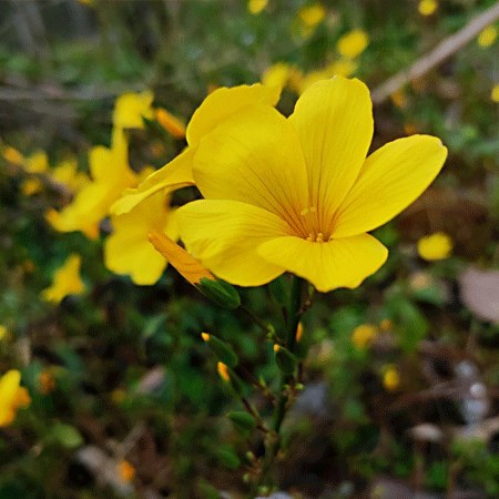 迎春花高清好看微信图片素材