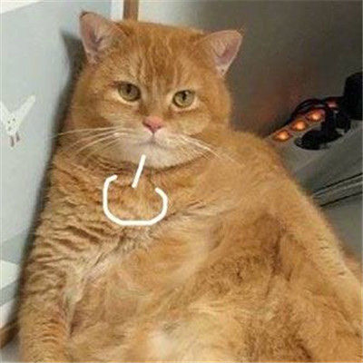 动物叹气可爱微信头像