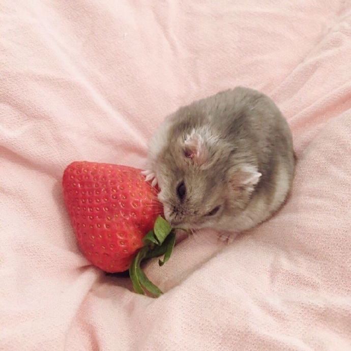 可爱的仓鼠搞怪微信头像