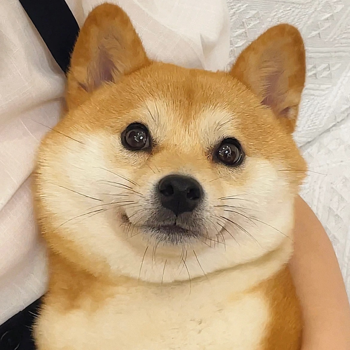 萌宠柴犬微信头像