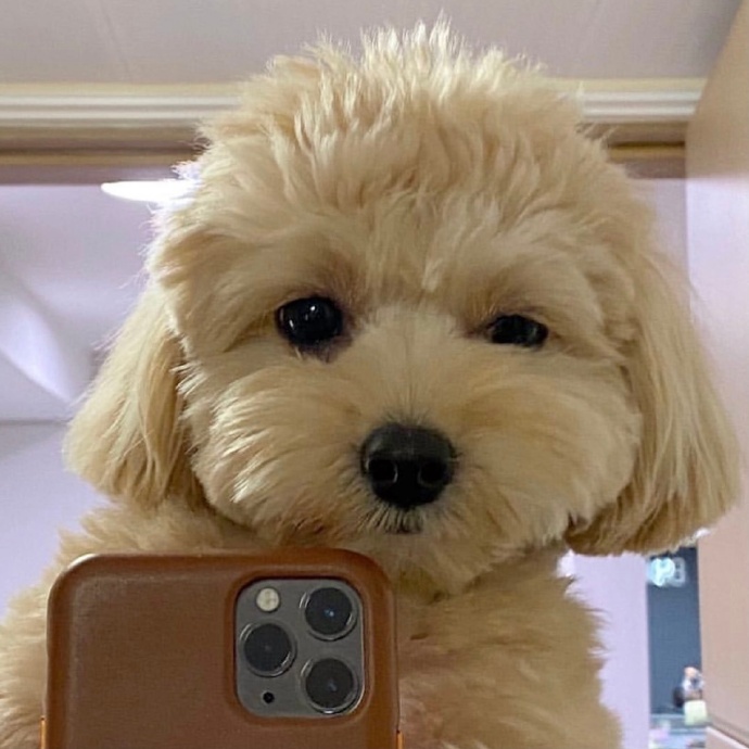 可爱狗狗的自拍微信头像