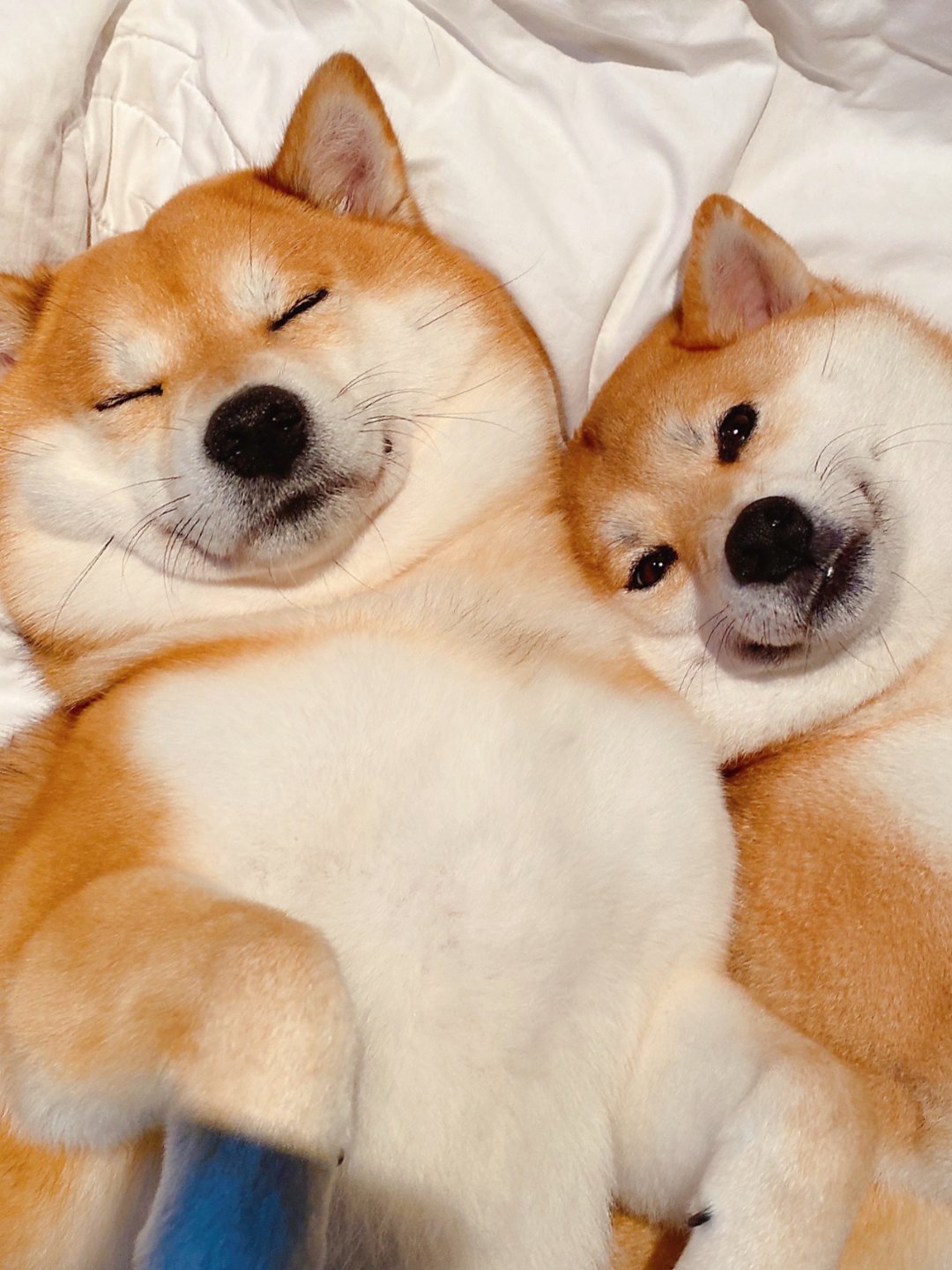 狗狗睡觉情侣微信头像