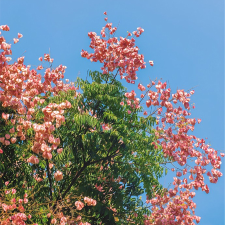 最新超级绚烂好看的栾树花图片