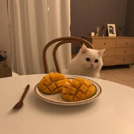 坐在餐桌前的猫素材图片