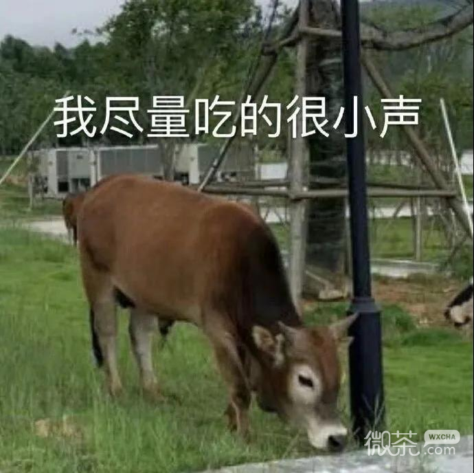斗图聊天可用的微信表情包