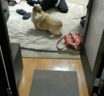 可爱动态小傻狗微信表情包