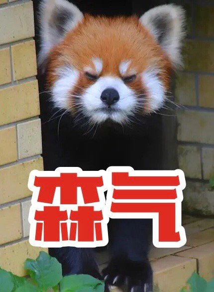 小熊猫可爱微信表情包
