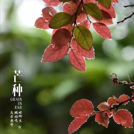 芒种节气微信素材图片