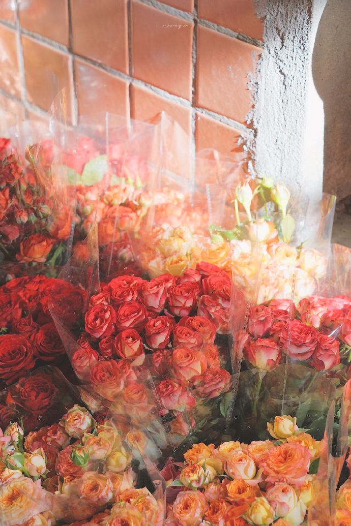 超美的鲜花个性微信头像