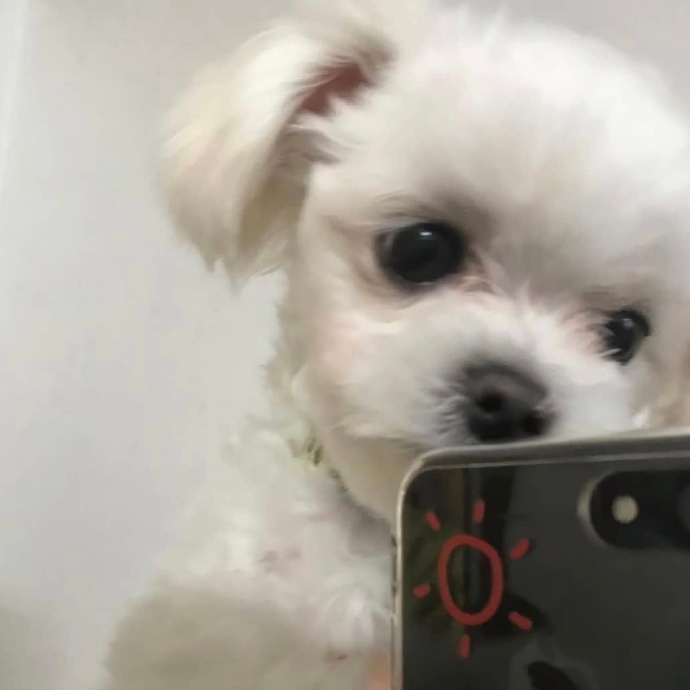 可爱狗狗的自拍微信头像