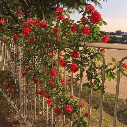 花园中各种各样的花朋友圈配图