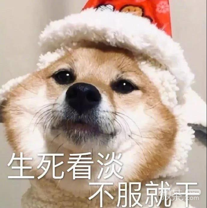 斗图聊天可用的微信表情包
