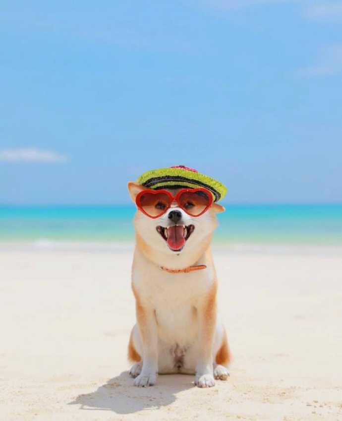 爱笑的可爱狗子微信头像