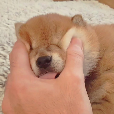 可爱的憨小柴微信头像