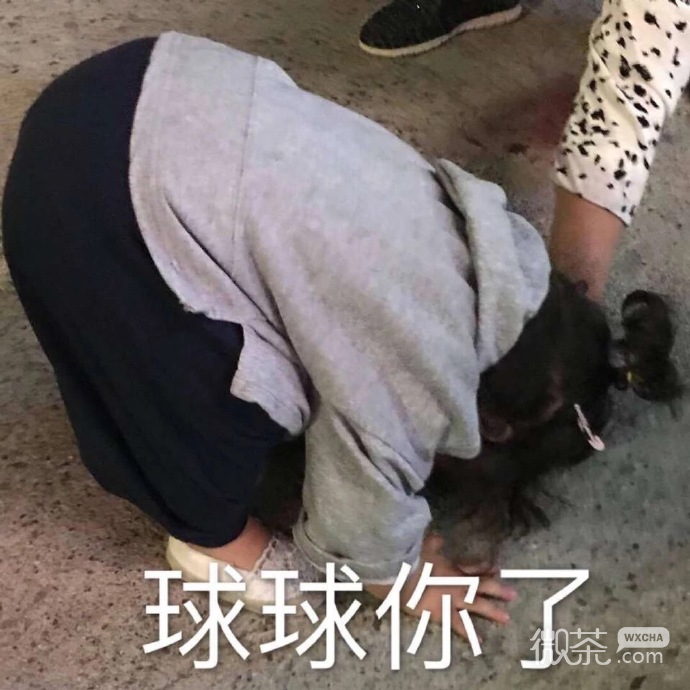 又沙雕又可爱的聊天微信表情包