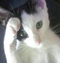 猫咪敬礼可爱微信表情包