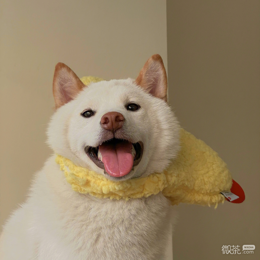 柴犬可爱微信头像