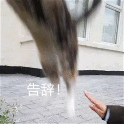 有趣又很实用的表情包