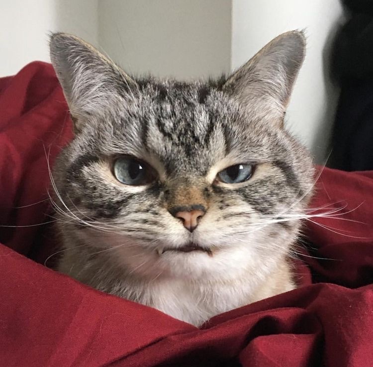 超凶的猫咪微信头像