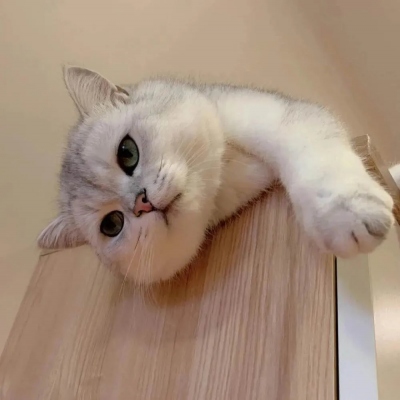 超可爱的萌宠头像