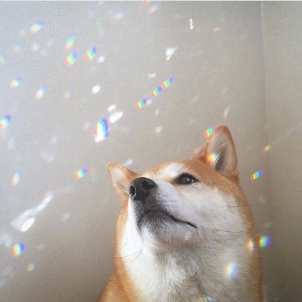 小可爱柴犬微信头像