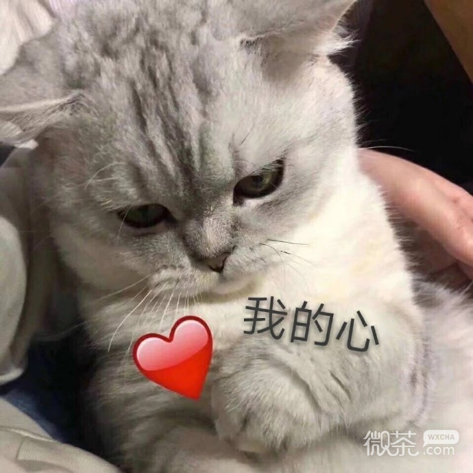最可爱小宠物猫咪微信表情包 ​​​​