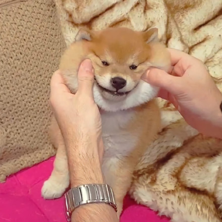 可爱的憨小柴微信头像