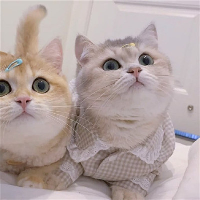 可爱猫咪情侣微信头像