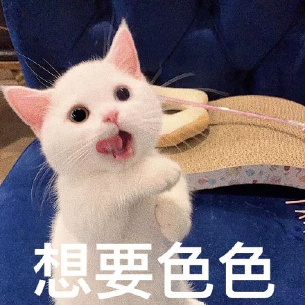 老公想要色色微信表情包