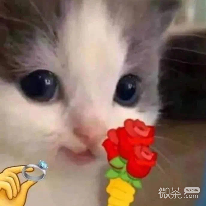 拿玫瑰的小猫咪微信表情包