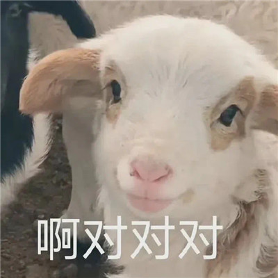 经典好笑的微信表情包