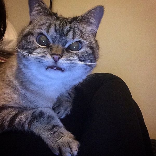 超凶的猫咪微信头像