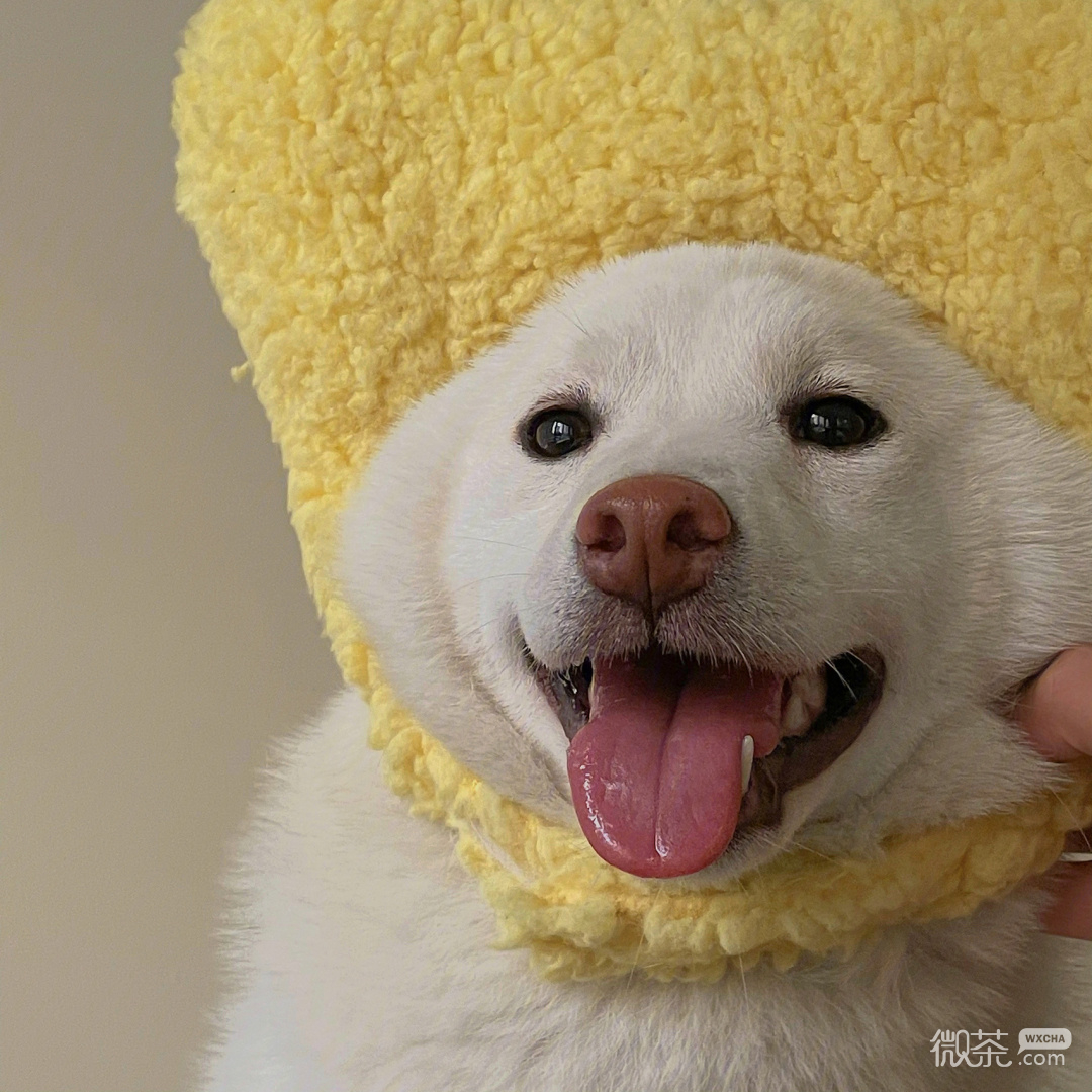 柴犬可爱微信头像