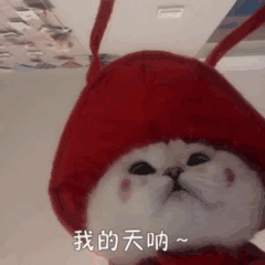 暴躁的可爱猫猫动态微信表情包