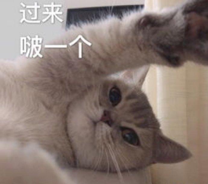 怼人耍赖小猫咪微信表情包