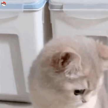 动态猫猫可爱的微信表情包