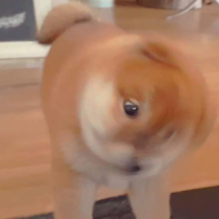 可爱的憨小柴微信头像