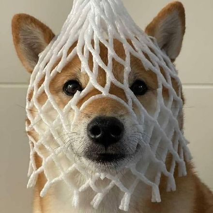 可爱的憨憨小柴犬微信头像