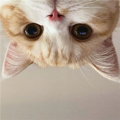 可爱又好看的小猫咪头像
