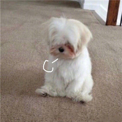 动物叹气可爱微信头像