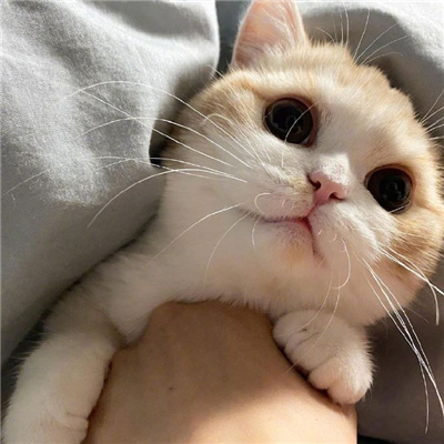 可爱又好看的小猫咪头像