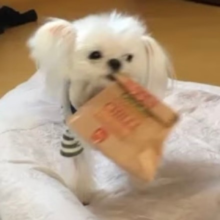 小狗叼着东西向你奔来可爱微信头像