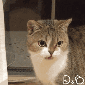 超可爱的小猫咪动态微信表情包