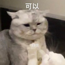 奶盖和九爷猫咪禁止发动色色卡微信表情包