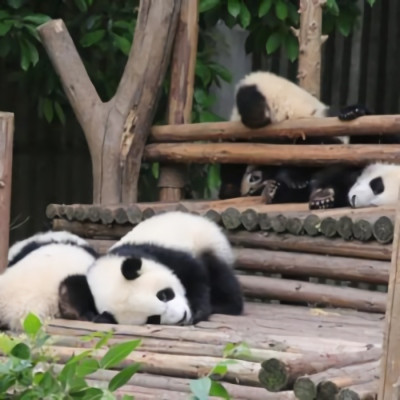 可爱的有个性的熊猫微信头像