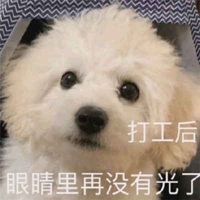 拥有欢乐的趣味幽默表情