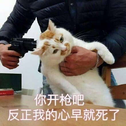 沙雕猫猫拿枪微信表情包