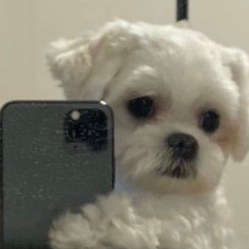 可爱狗狗的自拍微信头像