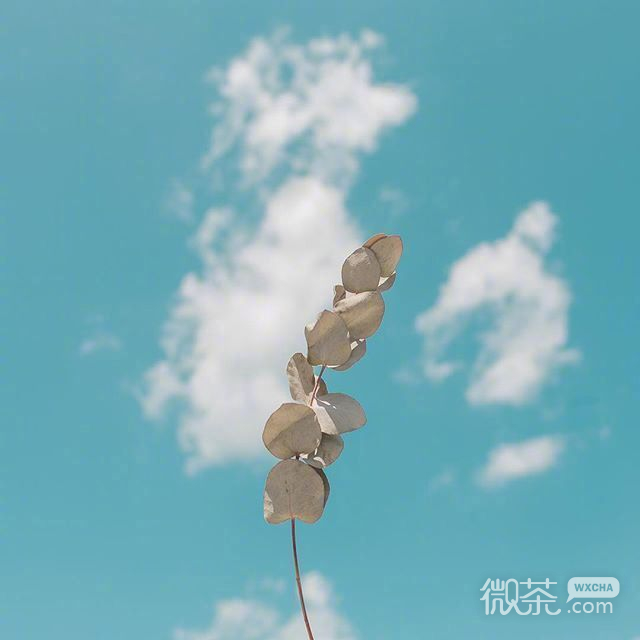 手上拿了枝花素材图片