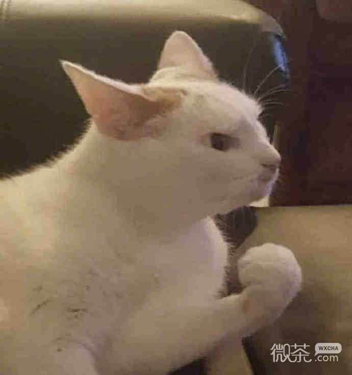 猫猫给你点赞微信表情包
